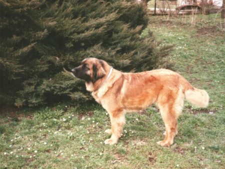 Bára z Dašického zátiší